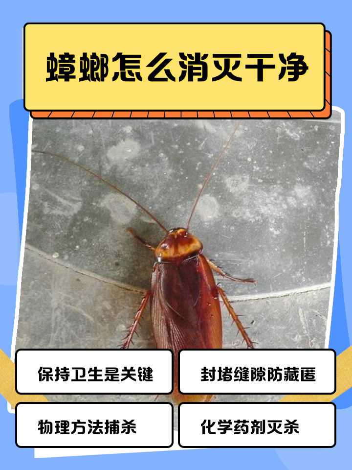 除蟑螂/灭蟑螂80平以内